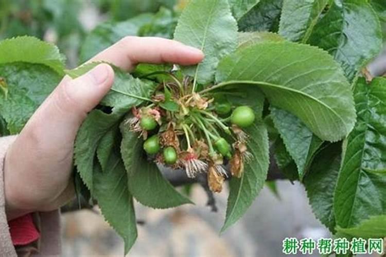 樱桃花果期病虫巧管理