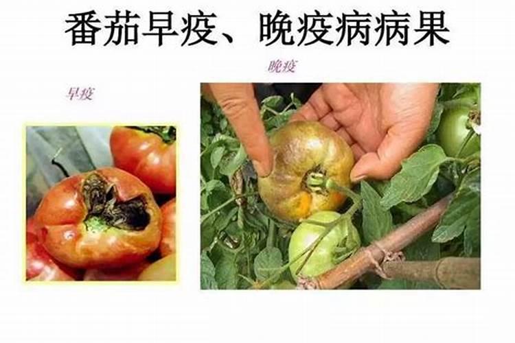 西红柿早疫病的药剂防治策略：迈向健康丰收的关键步骤