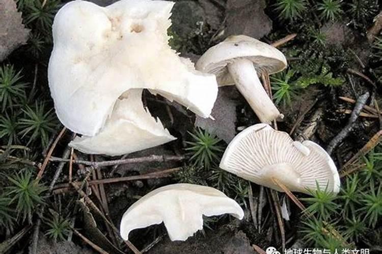 口蘑发黑是啥病症？
