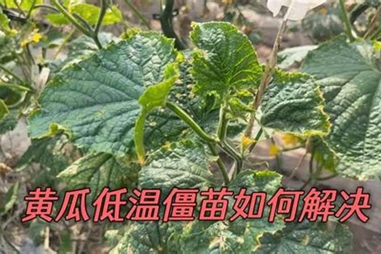 黄瓜低温障碍怎样解决？