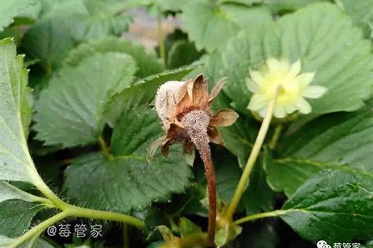 草莓灰莓病的发生与防治