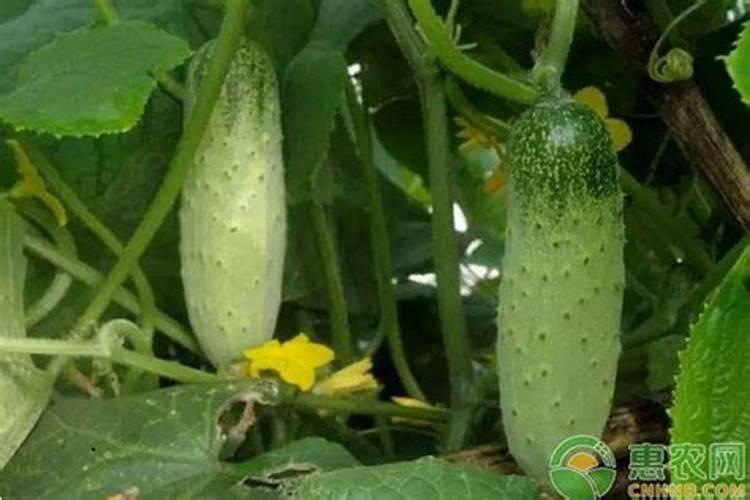 揭秘黄瓜花叶病的绿色防控策略