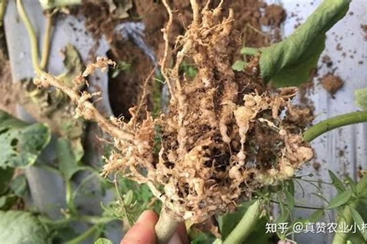 根结线虫如何防治？根结线虫特效药