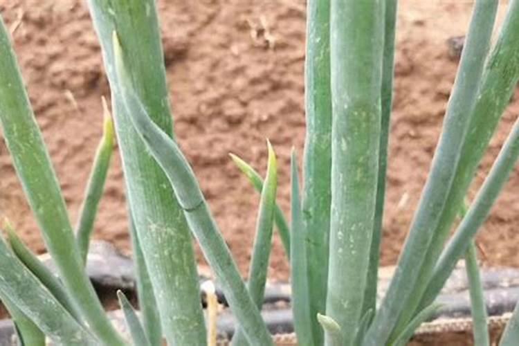 大葱蓟马的防治措施