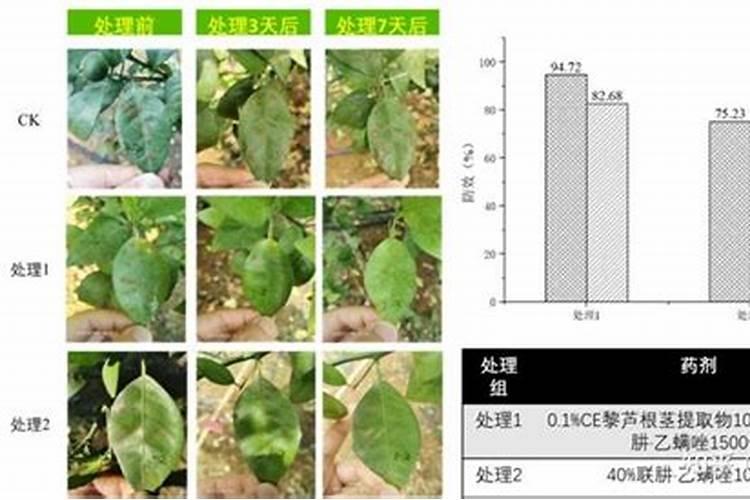 脐橙红蜘蛛防治：药物选择与应用策略