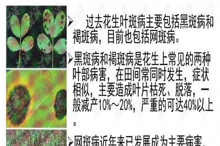 战胜花生网斑病：策略与实践