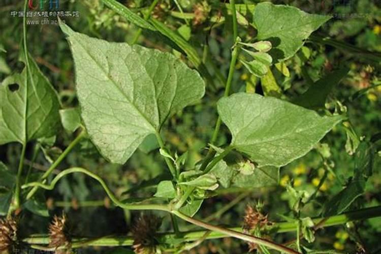 卷茎蓼怎么防治？卷茎蓼防治的方法