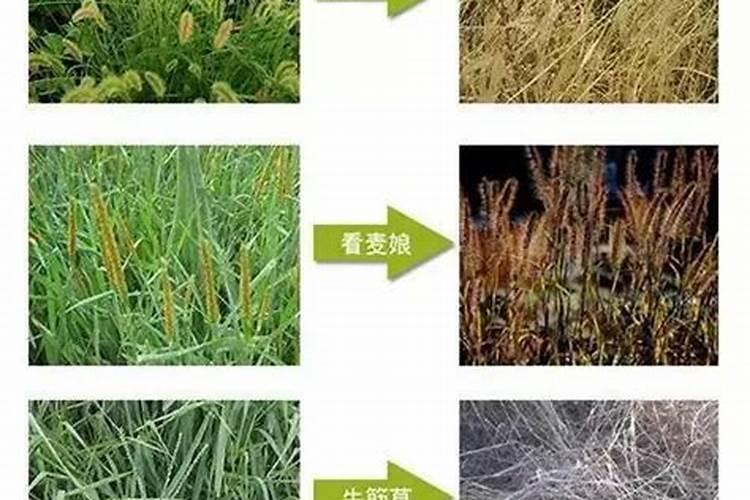乙草胺药害产生原因