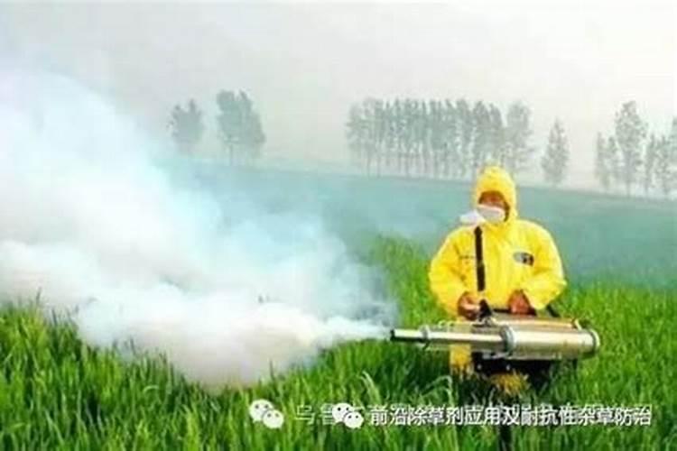 乙草胺药害产生原因