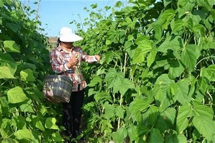 豇豆采收盛期出现落叶有原因