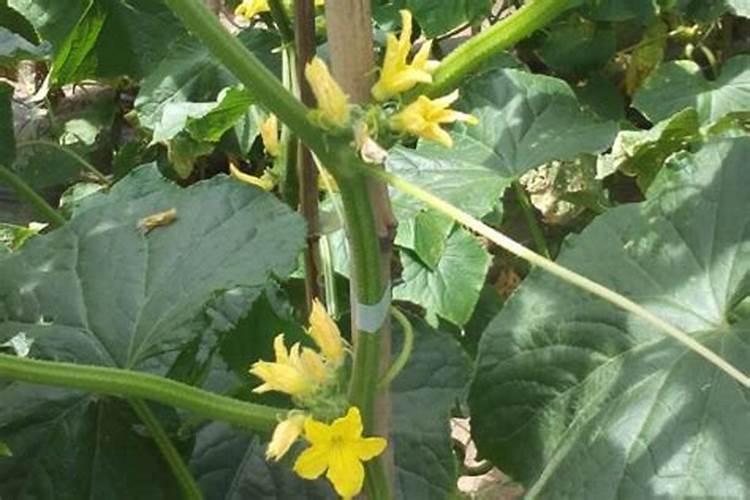 如何促进黄瓜雌花形成？