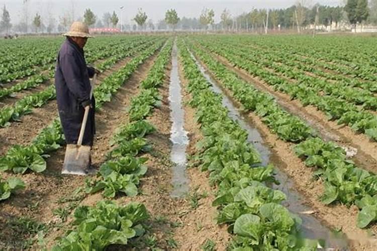 秋季白菜种植技术全攻略：从播种到收获的详细指南