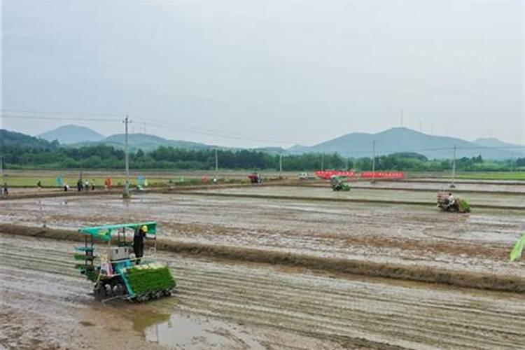 田间深施肥技术：农业增产的关键策略