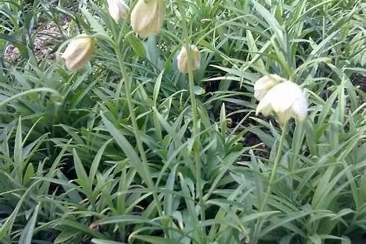 揭秘浙贝的规范化栽培技术：从种植到收获的全过程