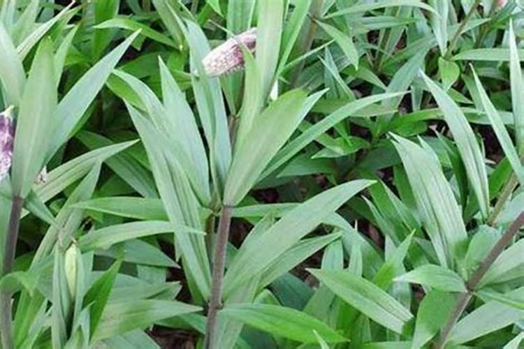 揭秘浙贝的规范化栽培技术：从种植到收获的全过程