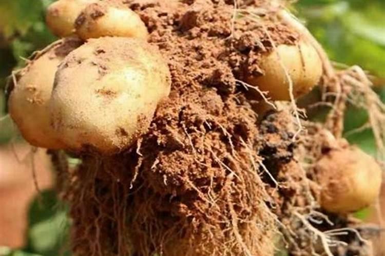 河南土豆一年可以种几次种植时间和生长期？