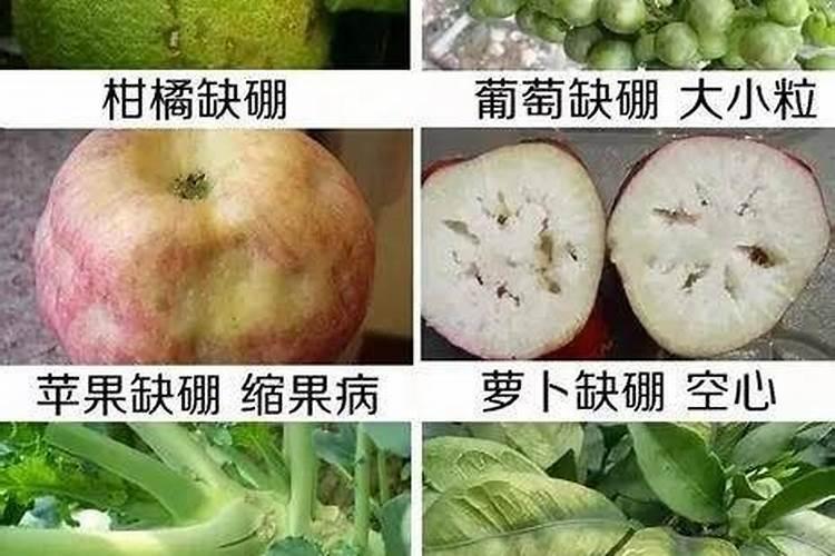 硼肥的作用以及缺硼症状