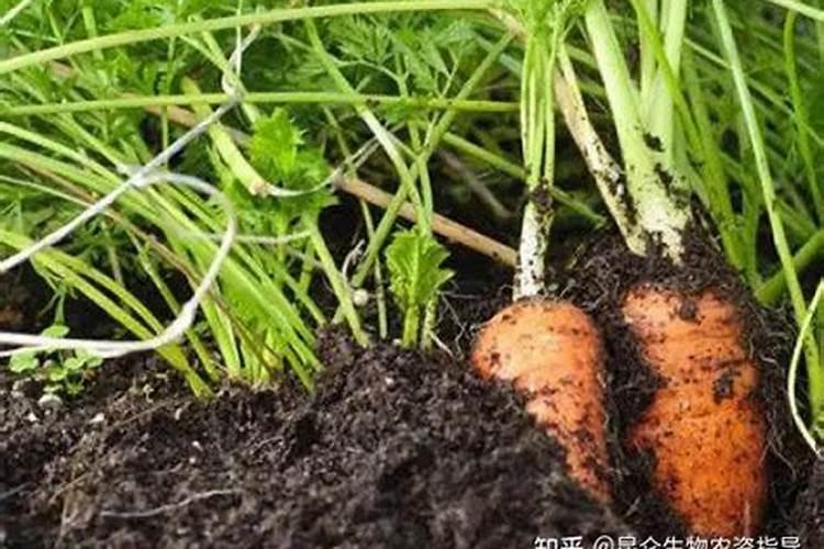 守护丰收的希望：萝卜根膨大期病虫害防治策略