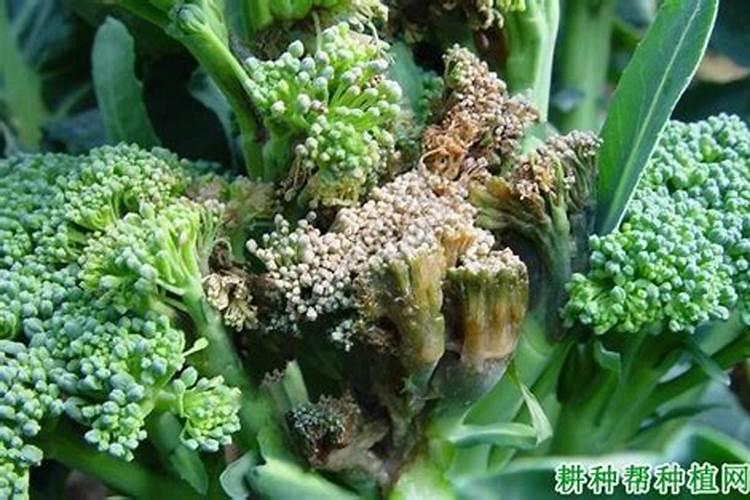 西兰花软腐病的危害症状？