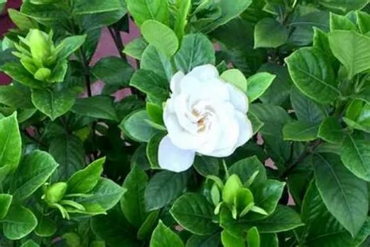 北方如何养大叶栀子花？大叶栀子花养殖方法