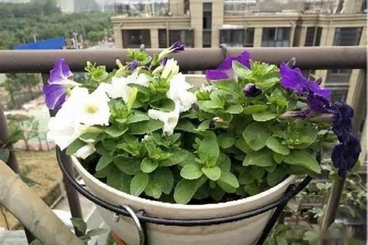 金钟花只长叶子不开花是什么原因及解决办法？