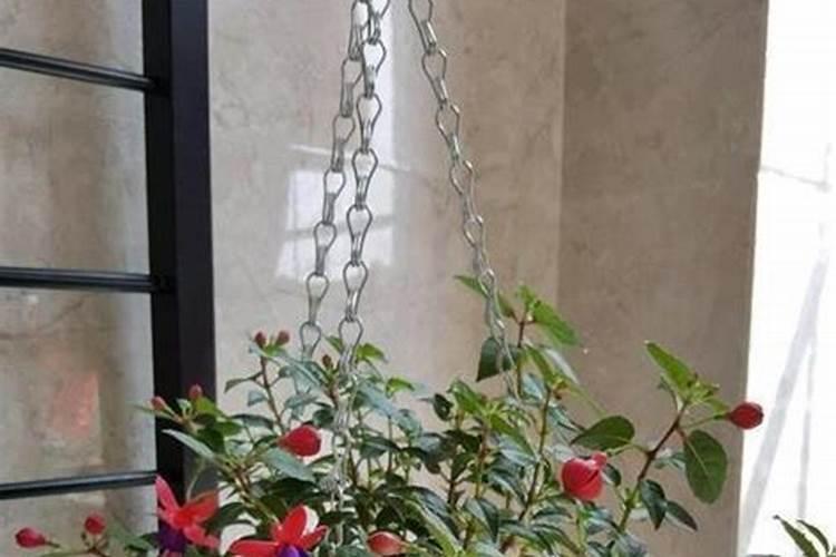 金钟花只长叶子不开花是什么原因及解决办法？