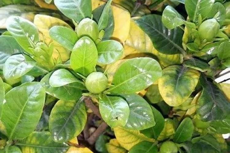 栀子花黄叶的原因与养护