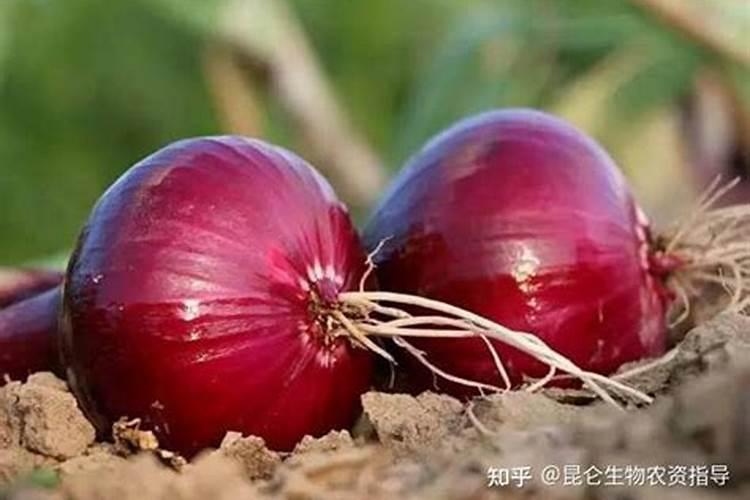 洋葱苗腐烂叶是什么原因？