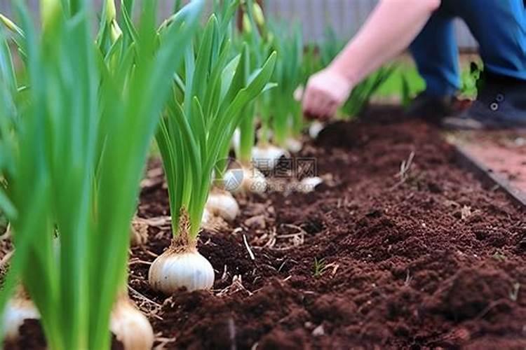 大蒜种植全攻略：最佳时机与方法揭秘？