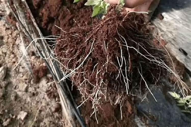让蔬菜根深叶茂：提高根系发达的实用策略