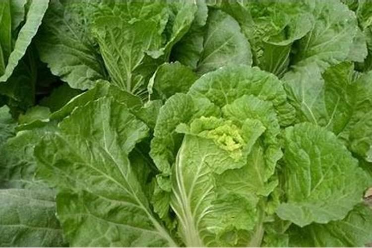 夏季大白菜不包心该怎么解决？
