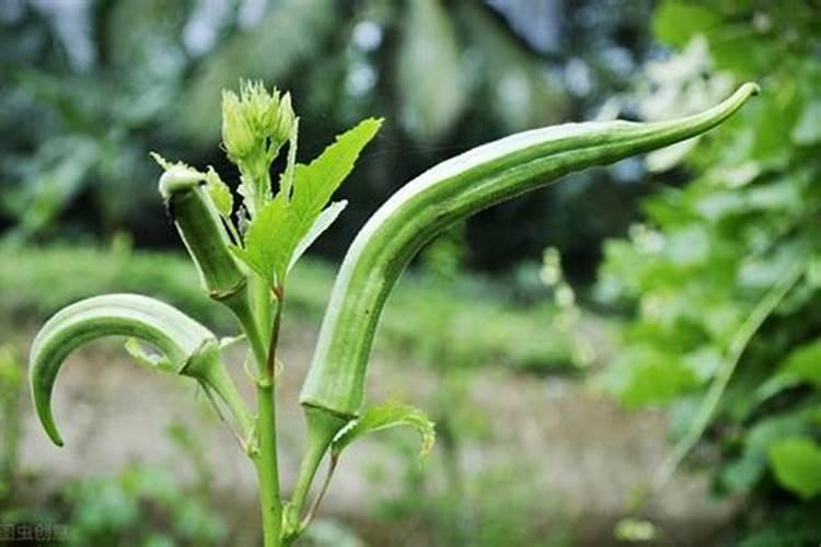 黄秋葵的露地种植指南：从播种到收获的全程解析