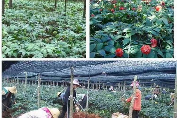 中草药无公害生产储运管理中的污染防治