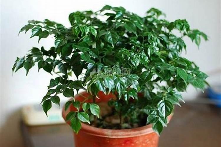家里种植的幸福树都落叶了，怎么办？