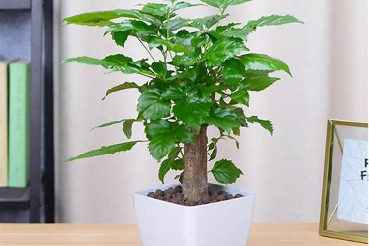家里种植的幸福树都落叶了，怎么办？