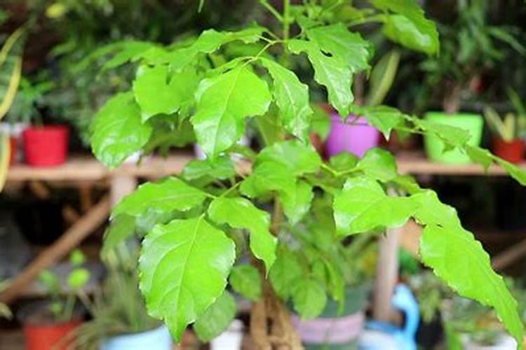家里种植的幸福树都落叶了，怎么办？