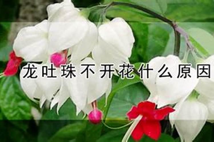 揭秘龙吐珠不开花的隐秘：缺失的不仅仅是一朵花