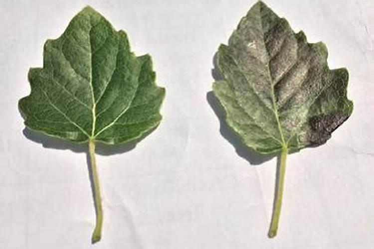 植物收到氟害的典型症状有什么？