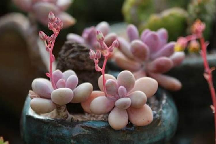 植物收到氟害的典型症状有什么？