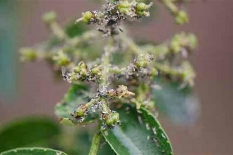绿色守护：花椒蚜虫防治的高效农药选择
