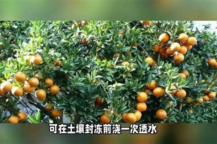 室外桔子树的过冬方法，附桔子的储存和保鲜方法？