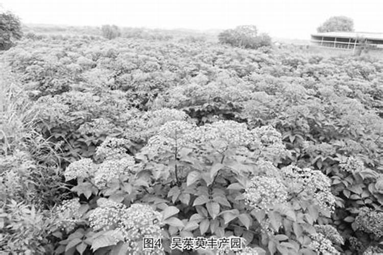 掌握药用宝库：吴茱萸的高效栽培技术揭秘