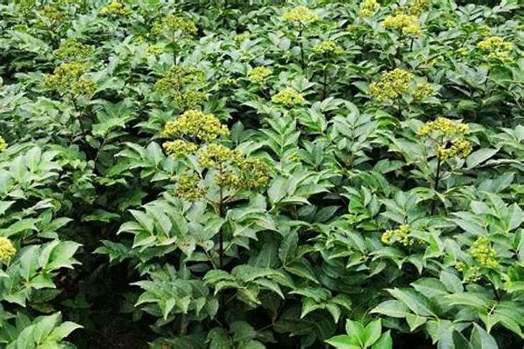 掌握药用宝库：吴茱萸的高效栽培技术揭秘