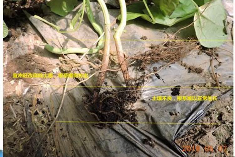 芸豆红根怎么回事，芸豆红根出现的原因？