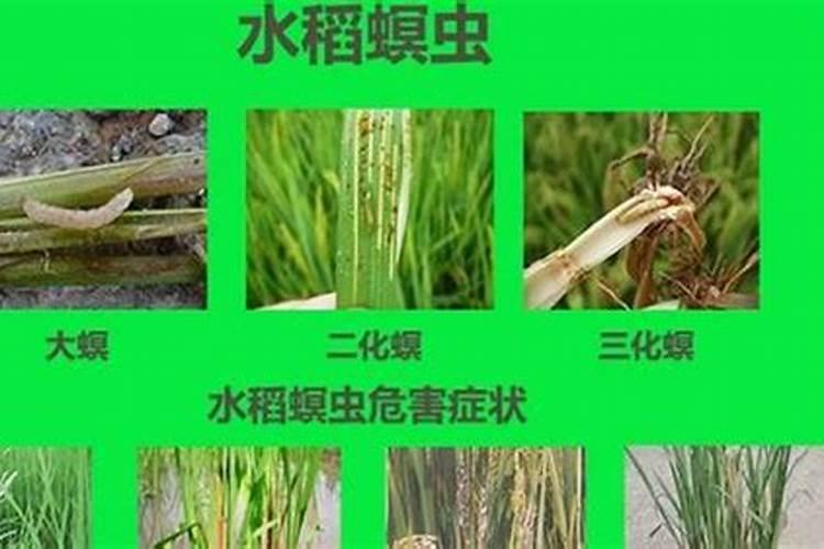 揭秘：2%阿维菌素对抗二化螟虫的有效性探究