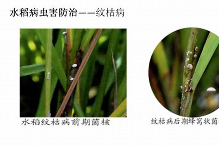 揭秘：2%阿维菌素对抗二化螟虫的有效性探究
