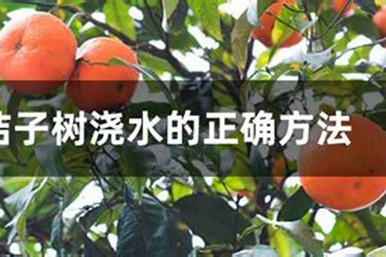 四季之歌：旱季与雨季中的水肥管理智慧