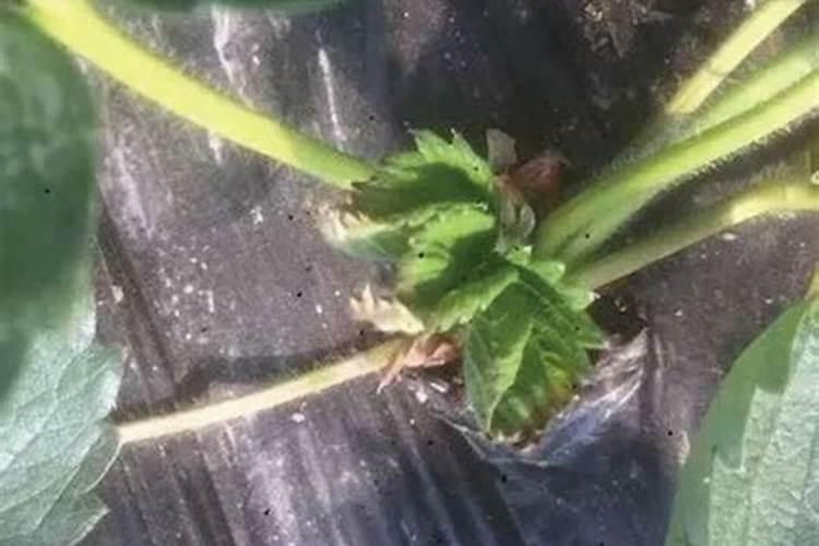 草莓日灼果的原因和危害症状