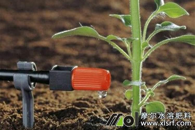 海藻水溶肥会烧根吗为什么不能用？
