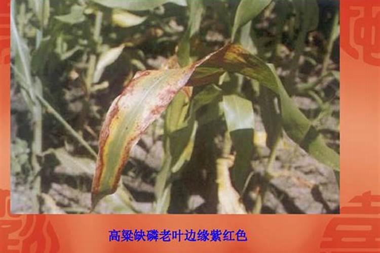 作物缺磷症状的识别